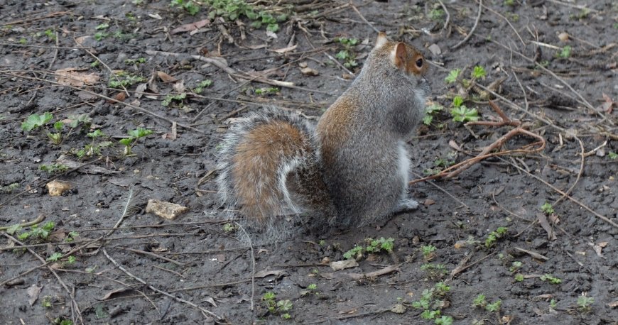 سنت جیمز پارک لندن