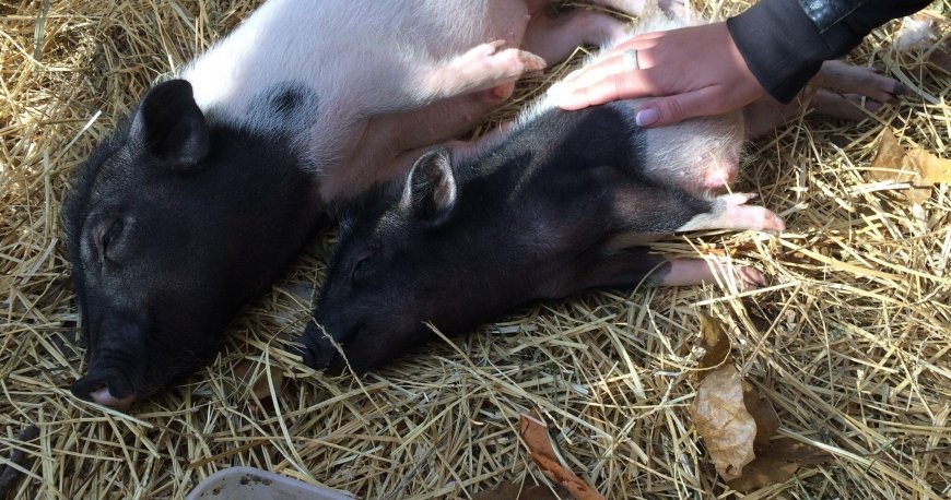 باغ وحش ایروان