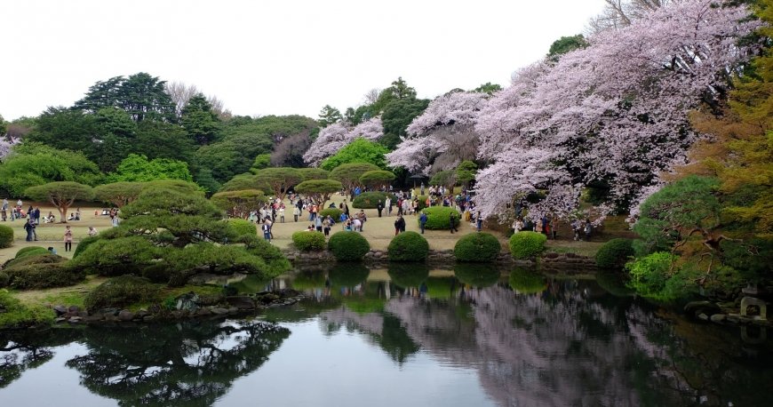 پارک شینجوکو گیوئن توکیو