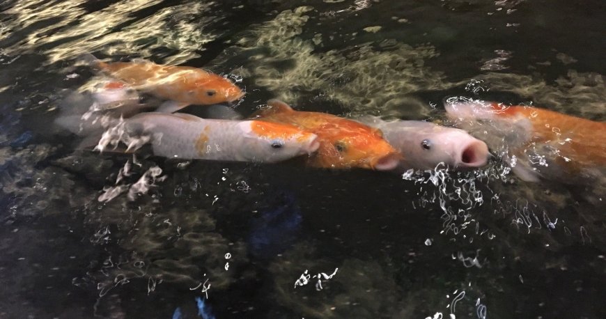 مرکز خرید سنایان سیتی