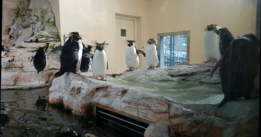 باغ وحش تیرگارتن شان برن وین باغ وحش تیرگارتن شان برن وین