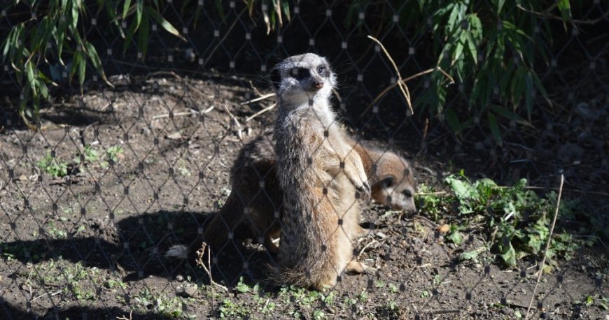 باغ وحش تیرگارتن شان برن وین باغ وحش تیرگارتن شان برن وین