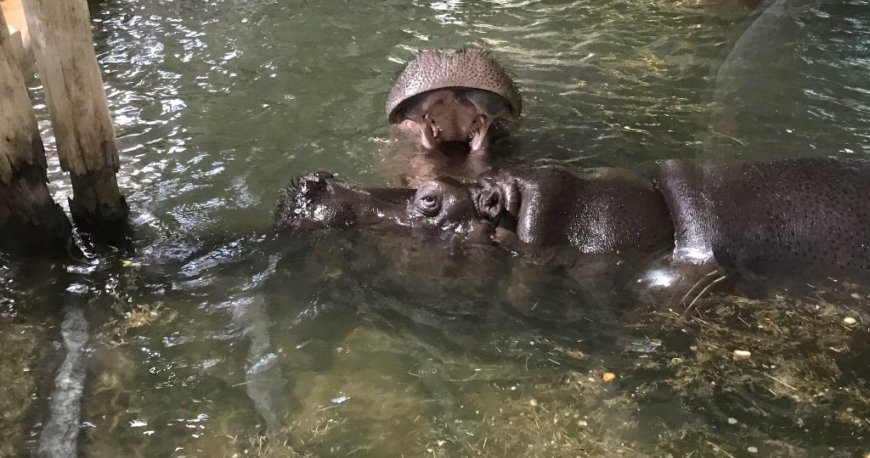 باغ وحش تیرگارتن شان برن وین باغ وحش تیرگارتن شان برن وین