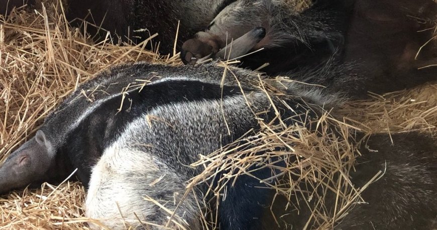 باغ وحش تیرگارتن شان برن وین باغ وحش تیرگارتن شان برن وین