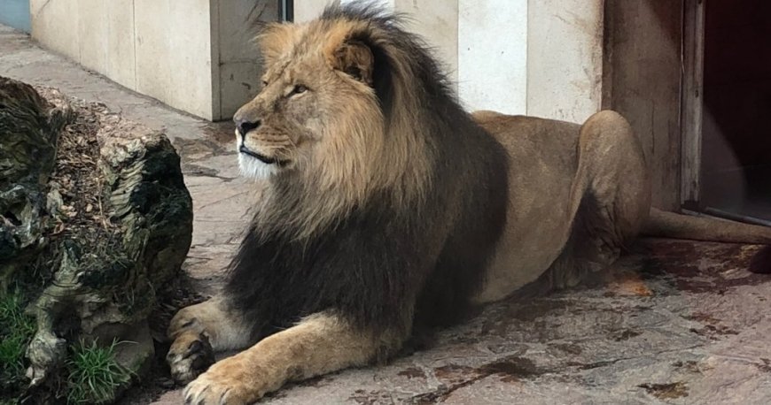 باغ وحش تیرگارتن شان برن وین باغ وحش تیرگارتن شان برن وین