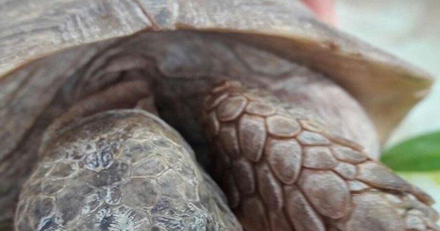 پارک کروکودیل نوپک قشم