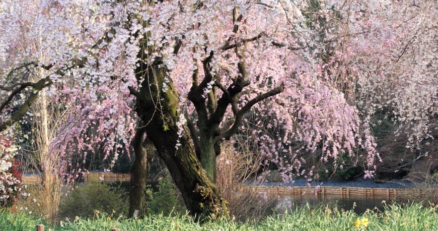 پارک شینجوکو گیوئن توکیو