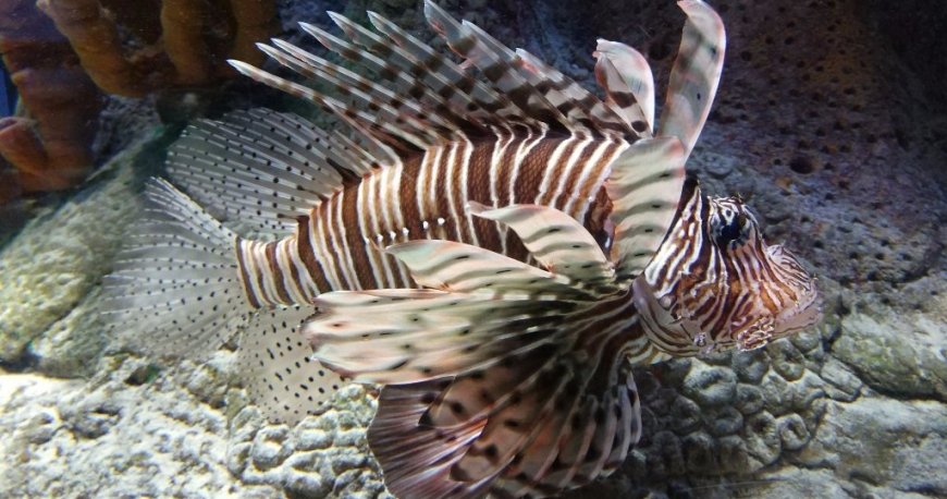 آکواریوم شارجه آکواریوم شارجه