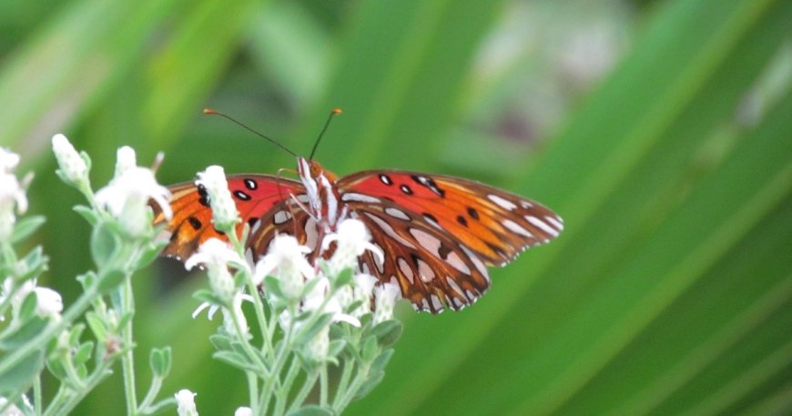پارک حفاظت شده پاناما