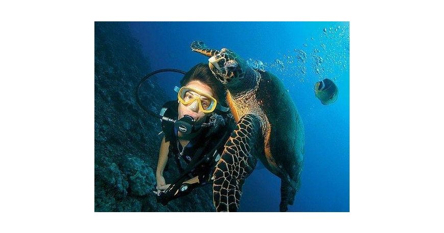 غواصی در جزیره کیش غواصی در جزیره کیش