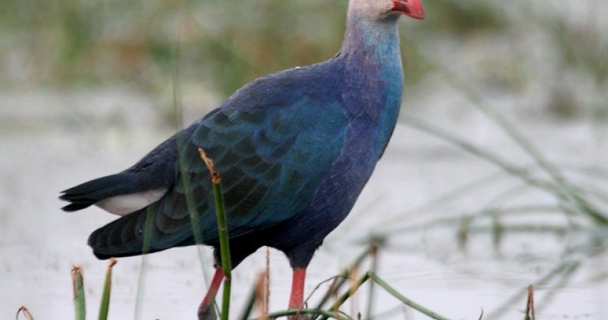 تالاب لیپار تالاب لیپار