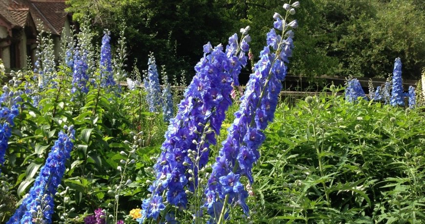 سنت جیمز پارک لندن