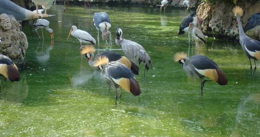 باغ پرندگان کیش