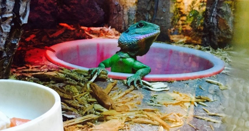 باغ وحش ایروان