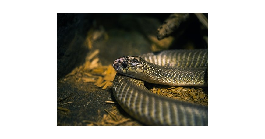 پارک کروکودیل نوپک قشم