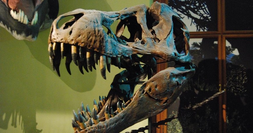 موزه نچرال هیستوری وین موزه نچرال هیستوری وین