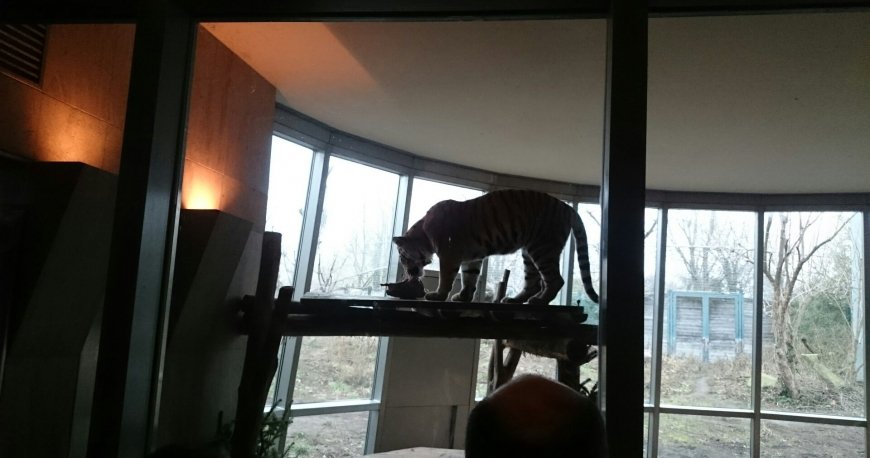 باغ وحش تیرگارتن شان برن وین باغ وحش تیرگارتن شان برن وین