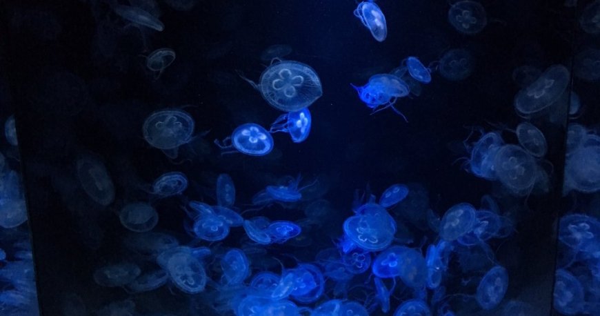 باغ وحش تیرگارتن شان برن وین باغ وحش تیرگارتن شان برن وین