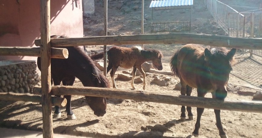 باغ وحش ایروان