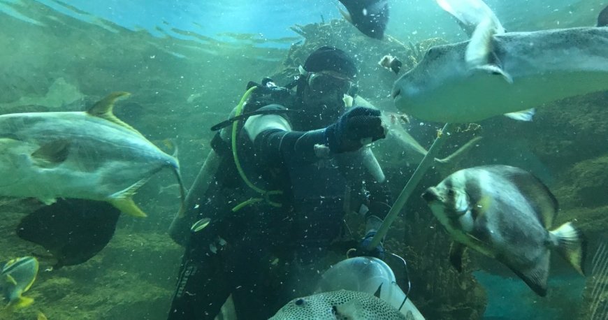 آکواریوم شارجه آکواریوم شارجه