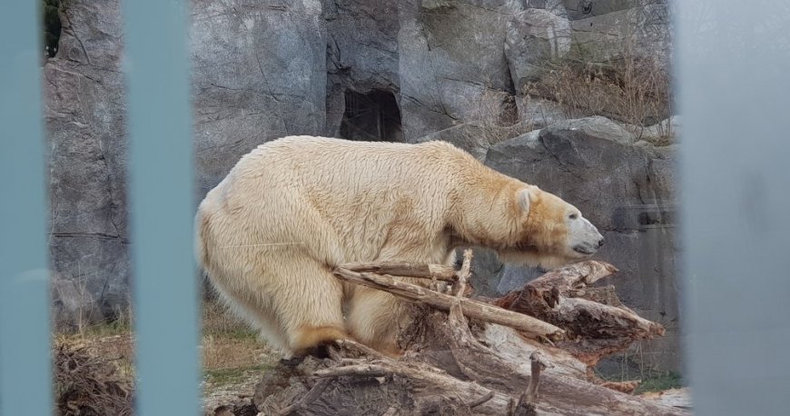 باغ وحش تیرگارتن شان برن وین باغ وحش تیرگارتن شان برن وین