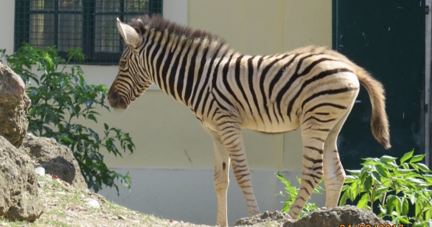 باغ وحش تیرگارتن شان برن وین باغ وحش تیرگارتن شان برن وین