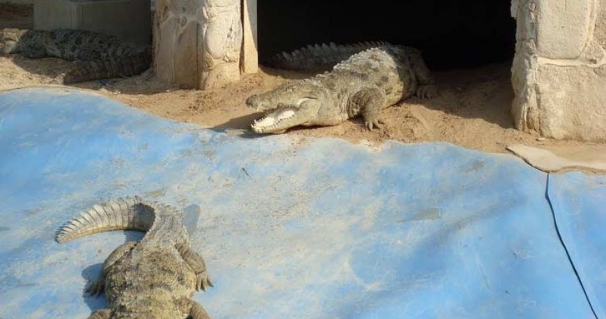 باغ پرندگان کیش