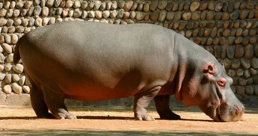 باغ وحش ایروان