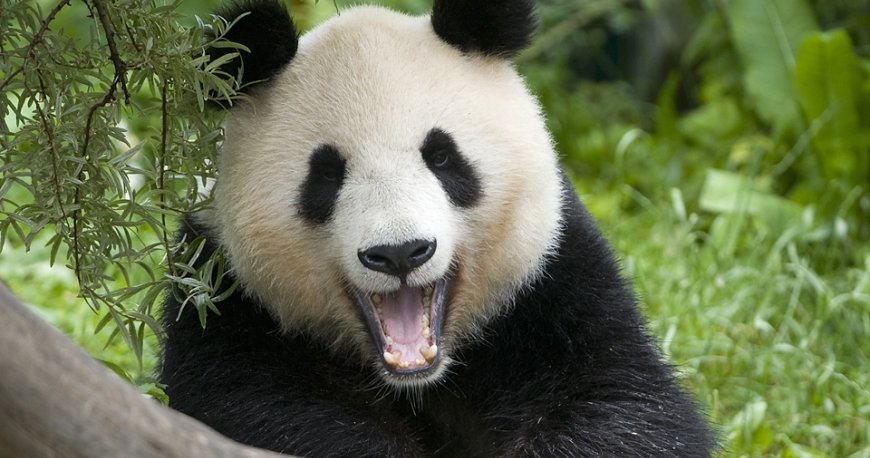 باغ وحش تیرگارتن شان برن باغ وحش تیرگارتن شان برن