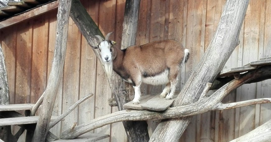 باغ وحش تیرگارتن شان برن وین باغ وحش تیرگارتن شان برن وین