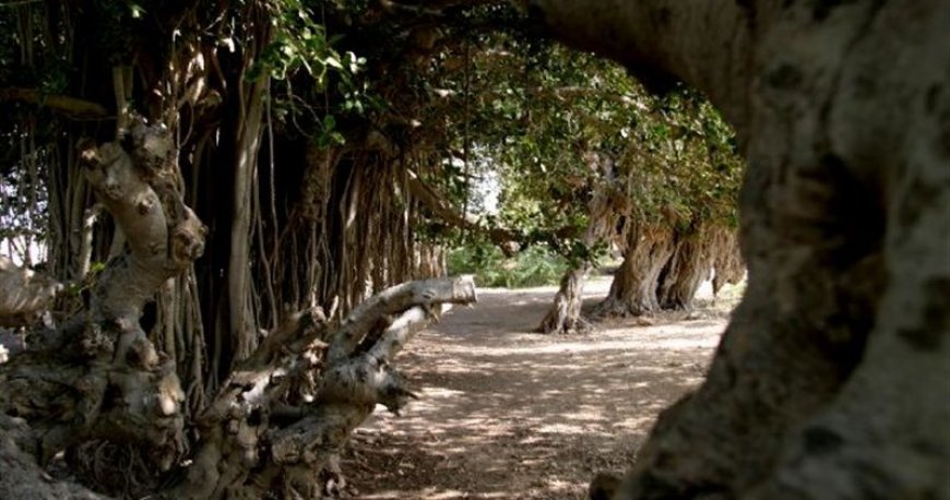 درخت انجیر معابد درخت انجیر معابد