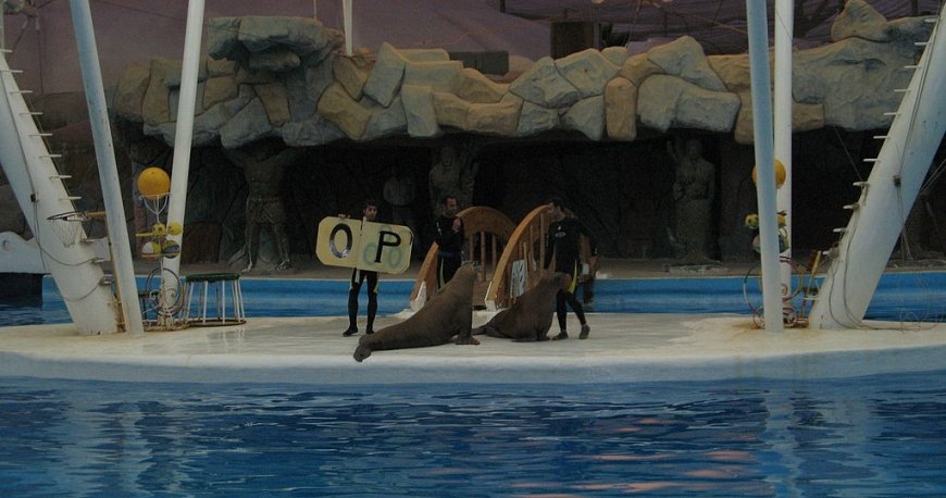 پارک دلفین کیش