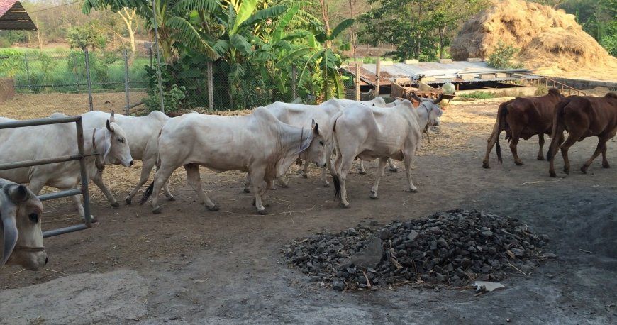 روستای گواردهان روستای گواردهان