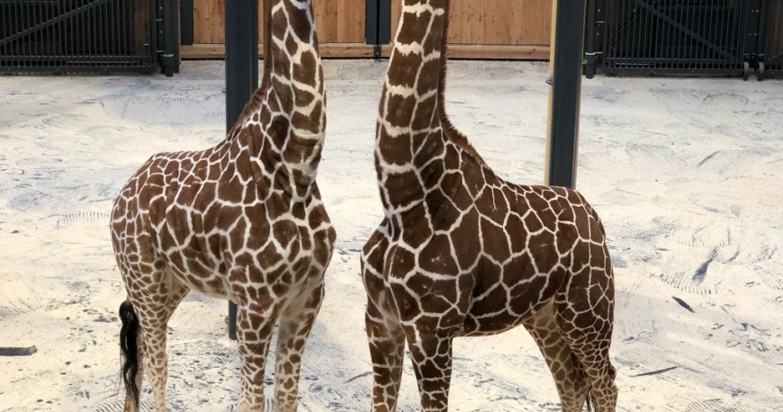 باغ وحش تیرگارتن شان برن وین باغ وحش تیرگارتن شان برن وین