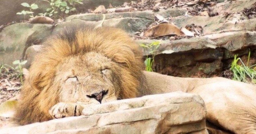 سیرک بین المللی چیملانگ گوانجو