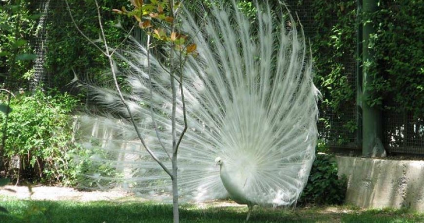 باغ پرندگان