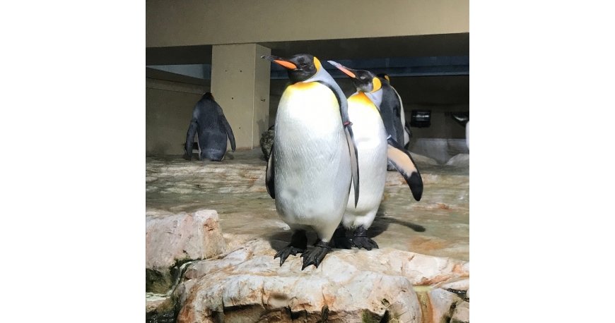 باغ وحش تیرگارتن شان برن وین باغ وحش تیرگارتن شان برن وین