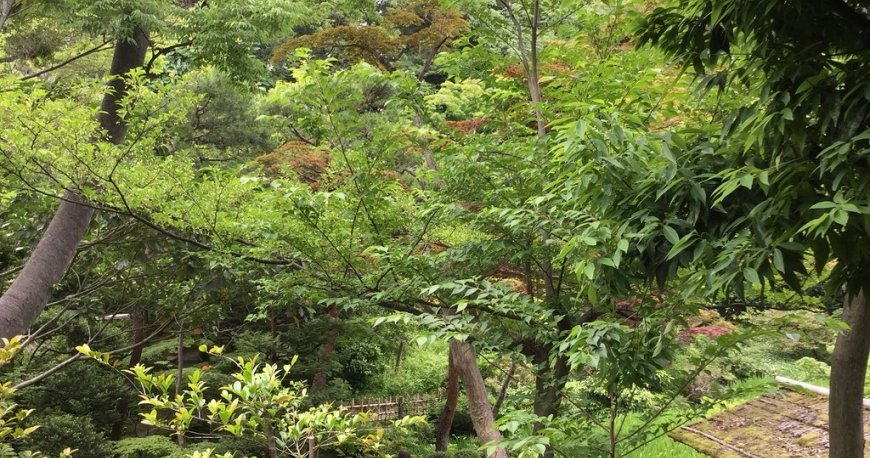 موزه نزو توکیو موزه نزو توکیو