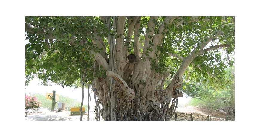 درخت انجیر معابد درخت انجیر معابد