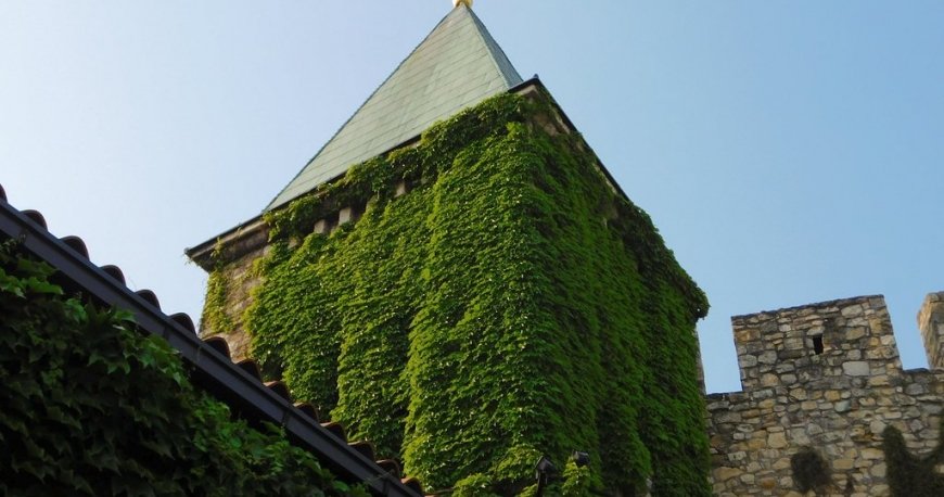 کلیسای روزیکا (کلیسای مادر مقدس) بلگراد