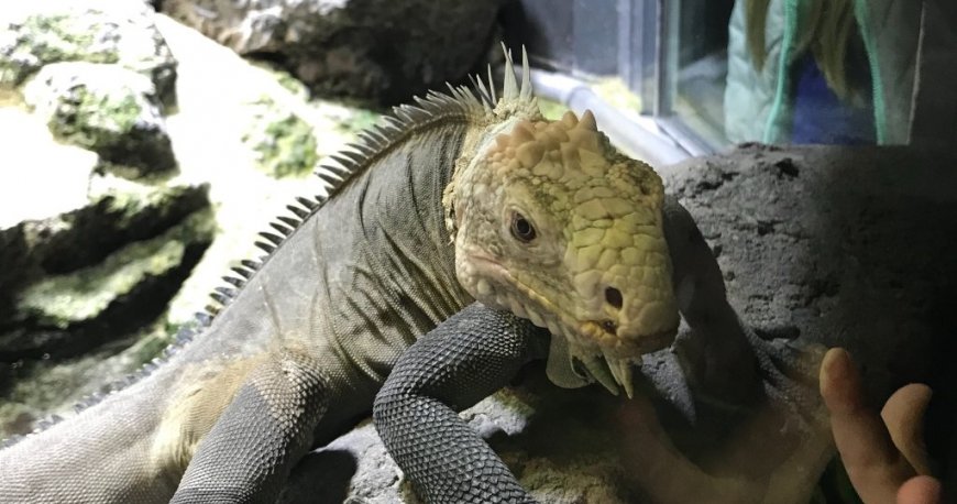 باغ وحش تیرگارتن شان برن وین باغ وحش تیرگارتن شان برن وین