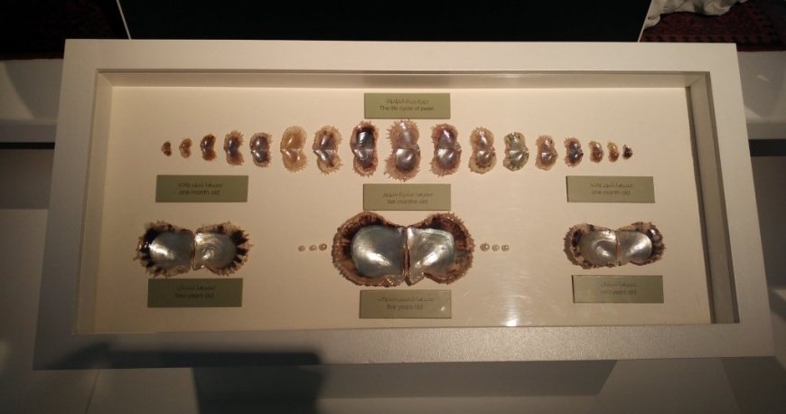 آکواریوم شارجه آکواریوم شارجه