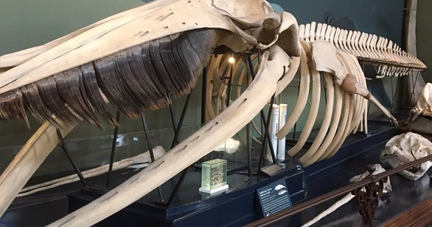 موزه نچرال هیستوری وین موزه نچرال هیستوری وین