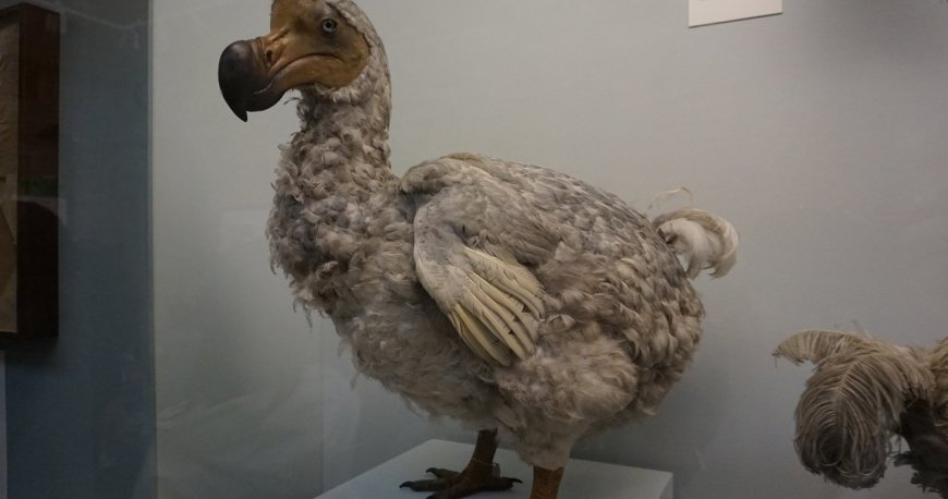 موزه تاریخ طبیعی لندن