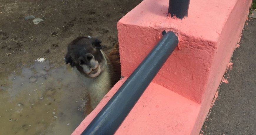 باغ وحش ایروان