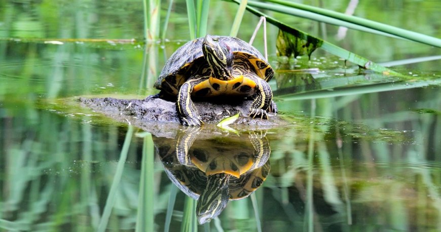 پارک شینجوکو گیوئن توکیو