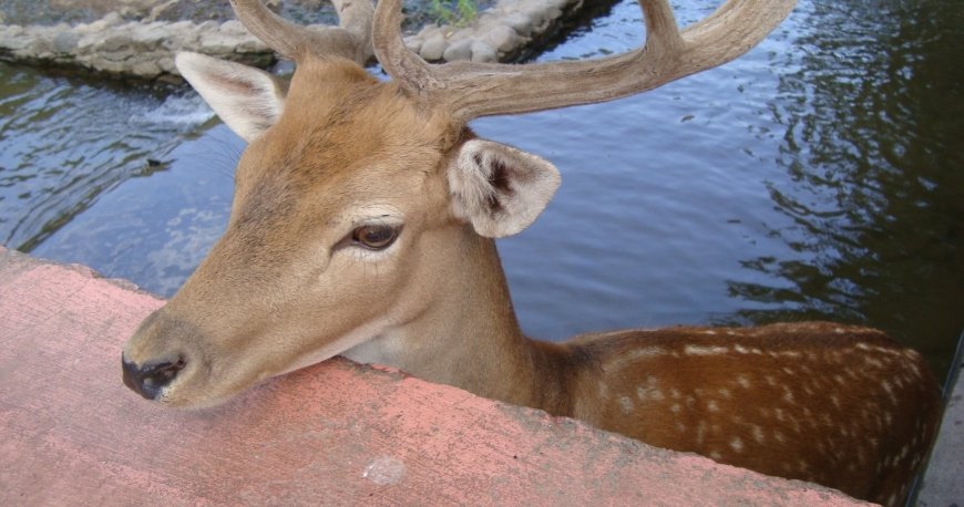 باغ وحش ایروان