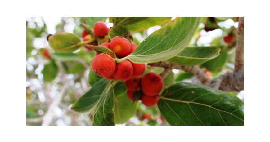 درخت انجیر معابد درخت انجیر معابد