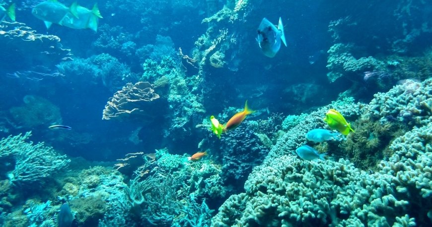 باغ وحش تیرگارتن شان برن وین باغ وحش تیرگارتن شان برن وین