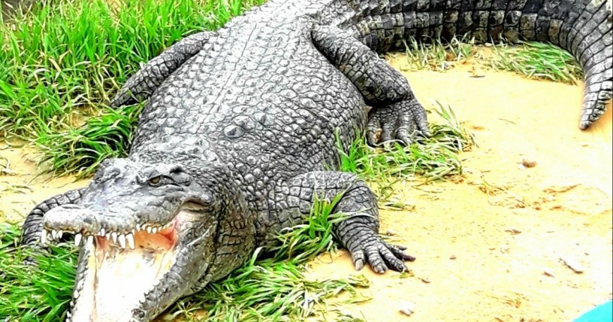 پارک کروکودیل نوپک